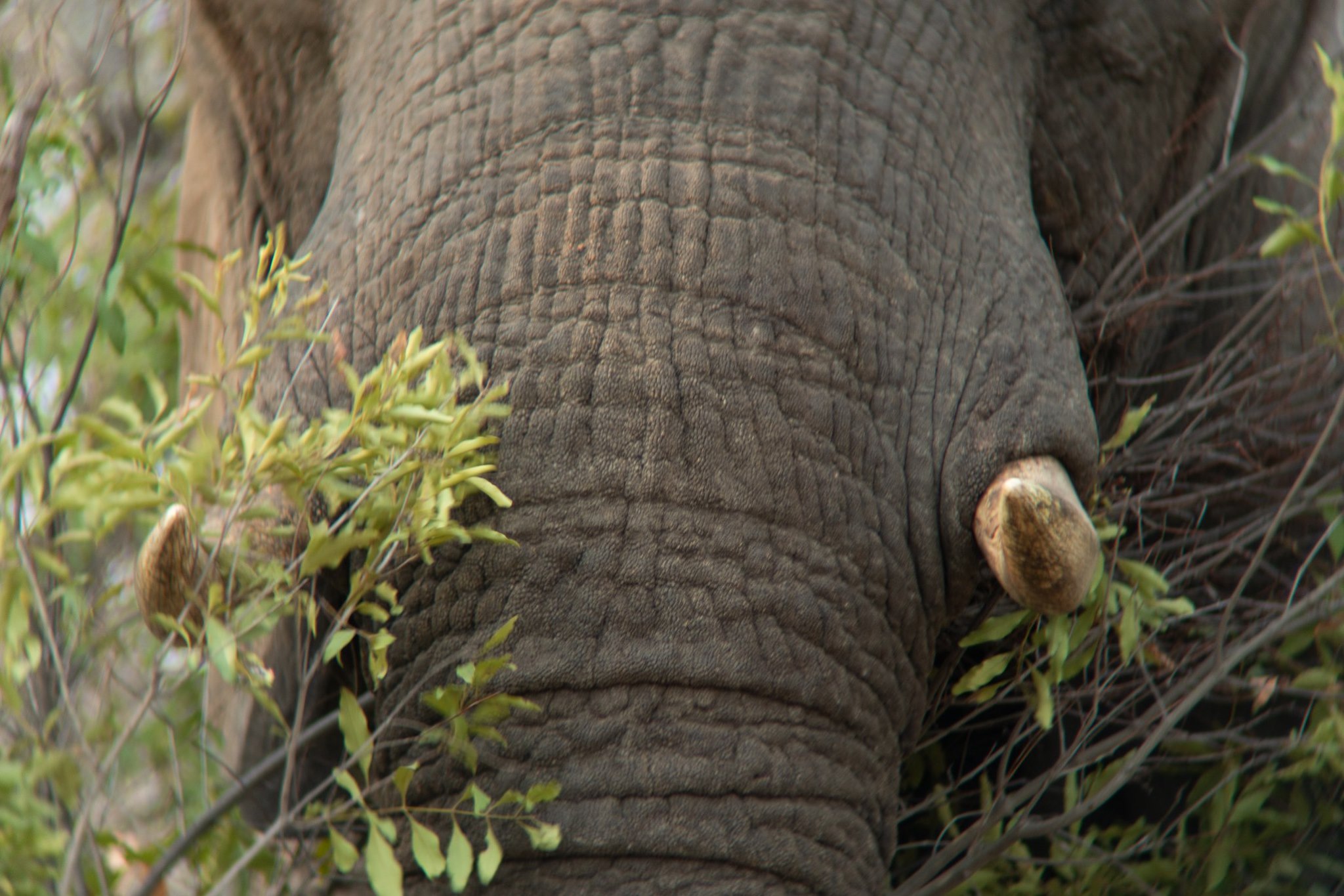 MalaMala Game Reserve β South Africa
