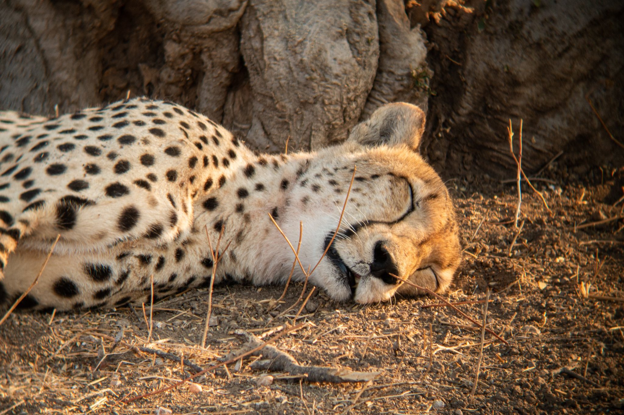 Mashatu Game Reserve β Botswana