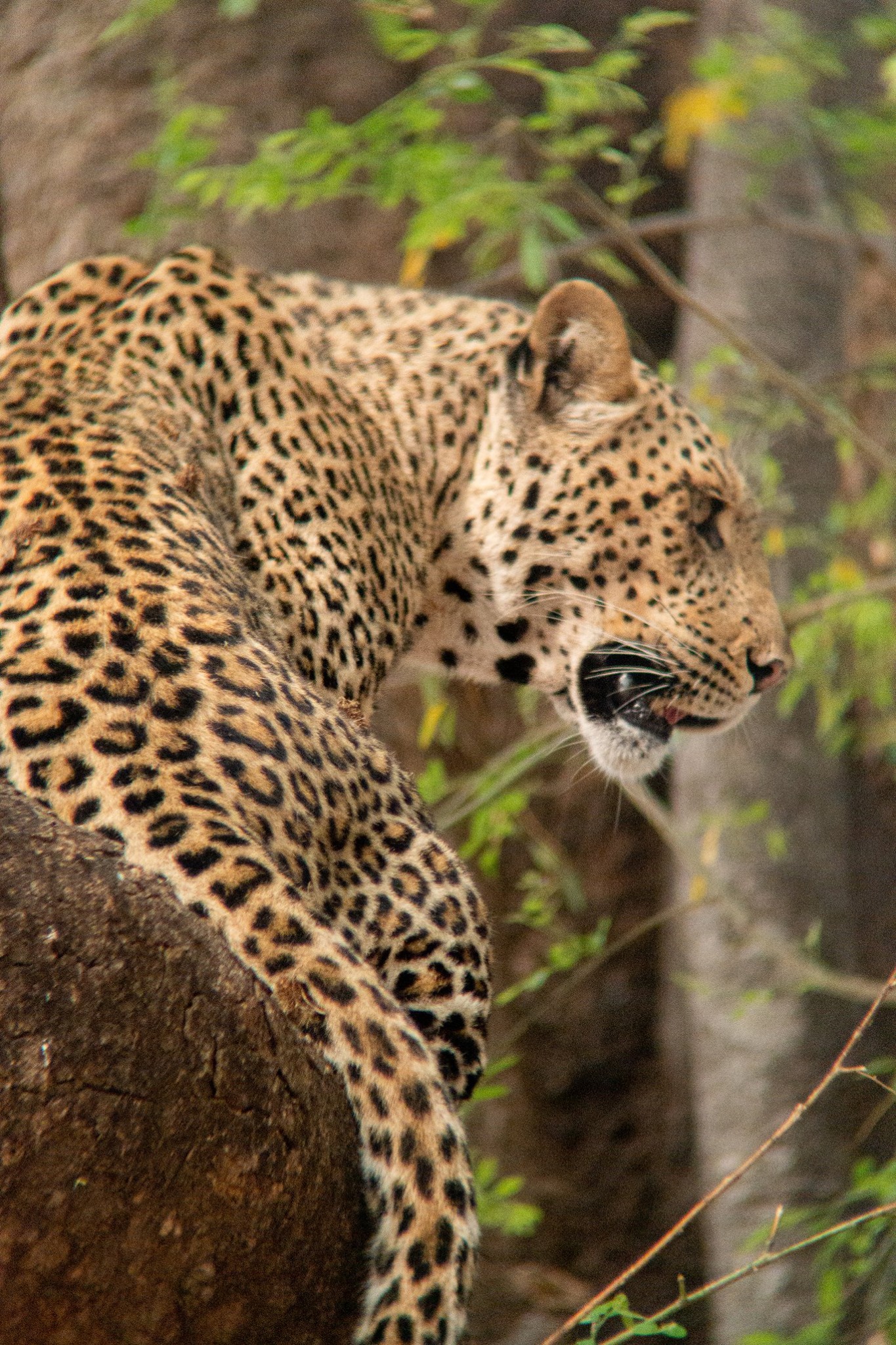 Mashatu Game Reserve β Botswana