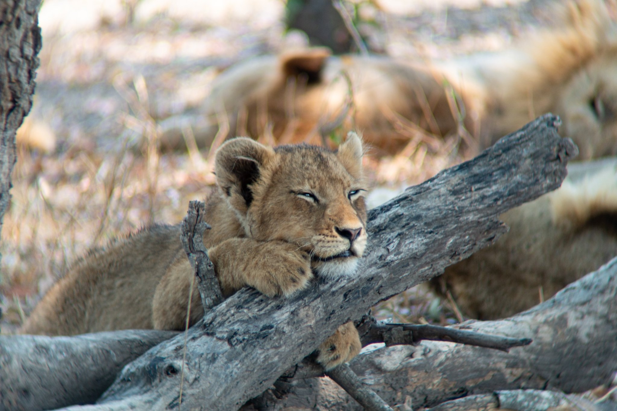MalaMala Game Reserve β South Africa